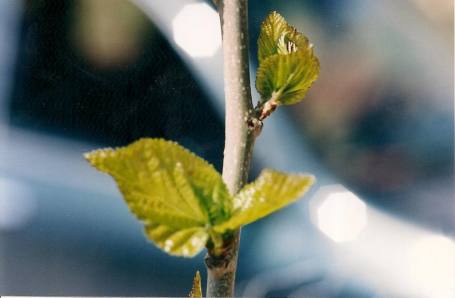 3-mpoympoyki moyrias