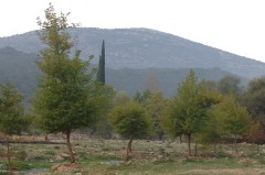 ΛΑΔΩΝΑΣ ΠΛΑΤΑΝΙΑ