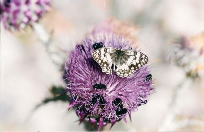 ΟΛΑ ΤΑ ΩΡΑΙΑ ΕΧΟΥΝ ΤΑ ΑΓΚΑΘΙΑ ΤΟΥΣ....ΟΙ ΤΟΛΜΗΡΟΙ ΚΑΙ ΟΙ ΕΠΙΔΕΞΙΟΙ ΤΑ  ΚΑΤΑΦΕΡΝΟΥΝ ΚΑΙ ΣΕ ΑΥΤΕΣ ΤΙΣ ΣΥΝΘΗΚΕΣ